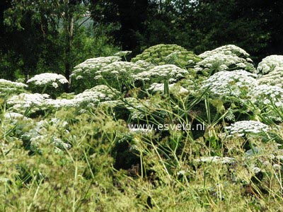 Heracleum mantegazzianum