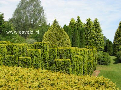 Taxus baccata 'Fastigiata Aurea'