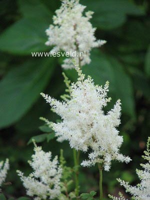 Astilbe 'Deutschland'