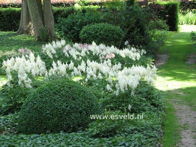 Astilbe 'Deutschland'