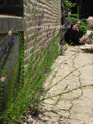 Linaria purpurea