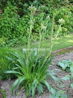 Eryngium agavifolium