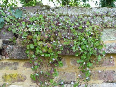 Cymbalaria muralis