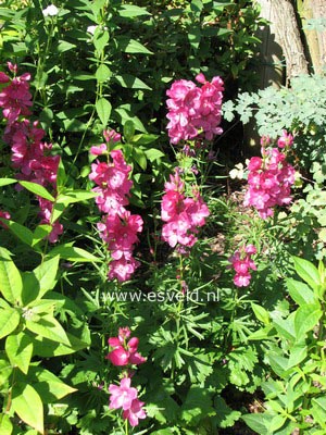 Sidalcea oregana 'Brilliant'