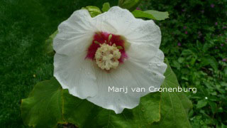 Hibiscus paramutabilis