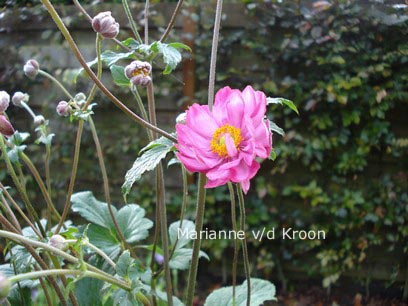 Anemone hybrida 'Bressingham Glow'