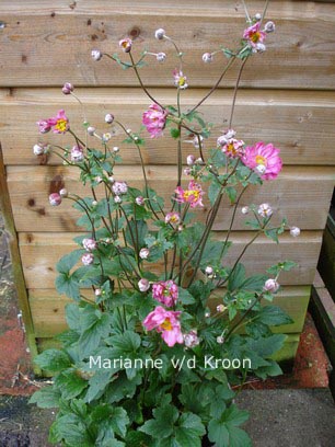 Anemone hybrida 'Bressingham Glow'