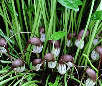 Arisarum proboscideum