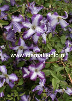 Clematis 'Zoiamlj' (I AM LADY J)