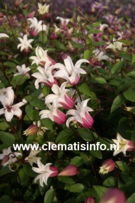 Clematis 'Zoprika' (PRINCESS KATE)