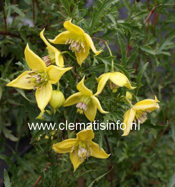 Clematis fruticosa 'Mongolian Gold'