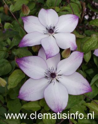 Clematis 'Fond Memories' (SUCCESS)