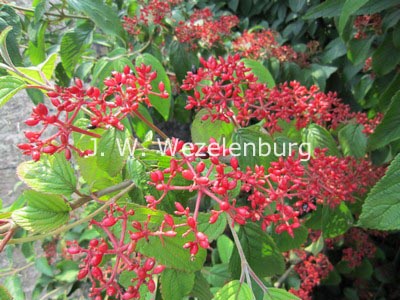 Viburnum plicatum 'JWW5' (KILIMANDJARO SUNRISE)