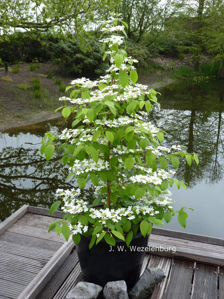 Viburnum plicatum 'JWW5' (KILIMANDJARO SUNRISE)