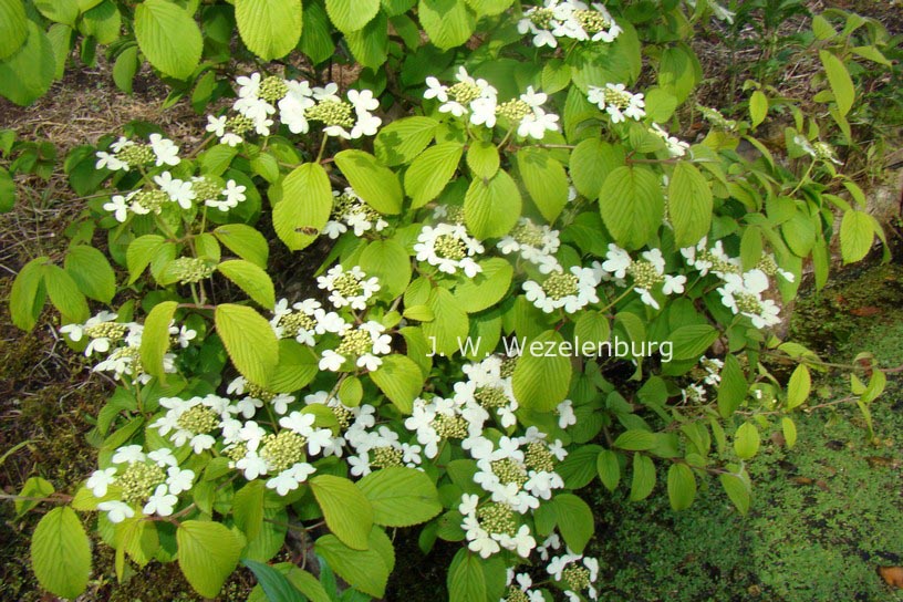 Viburnum plicatum 'JWW5' (KILIMANDJARO SUNRISE)