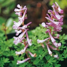 Corydalis solida ssp. incisa