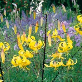 Lilium leichtlinii