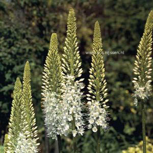 Eremurus himalaicus