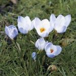 Crocus 'Blue Pearl' (84903)
