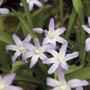 Chionodoxa forbesii 'Pink Giant' (84906)