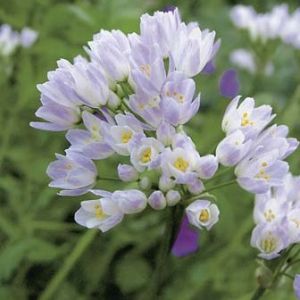 Allium roseum var. roseum (84916)
