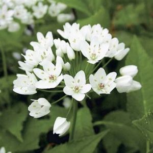 picture and description of allium cowanii what is the average size flower