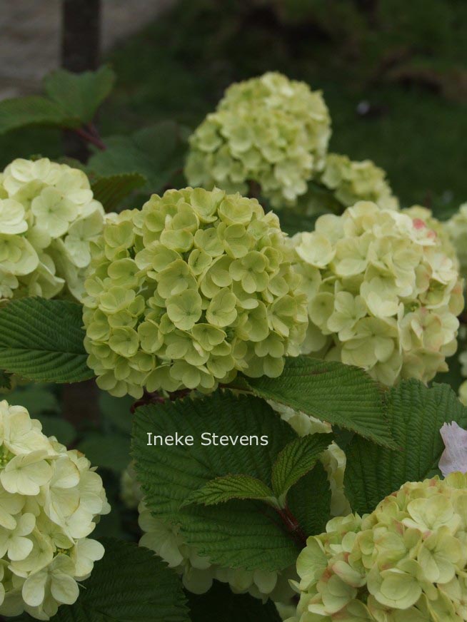 Viburnum plicatum 'Grandiflorum'