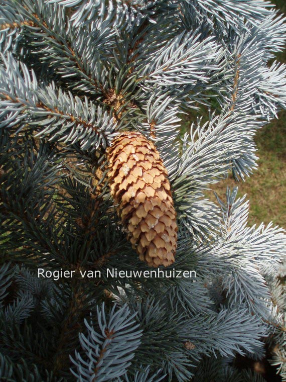 Picea pungens f. glauca