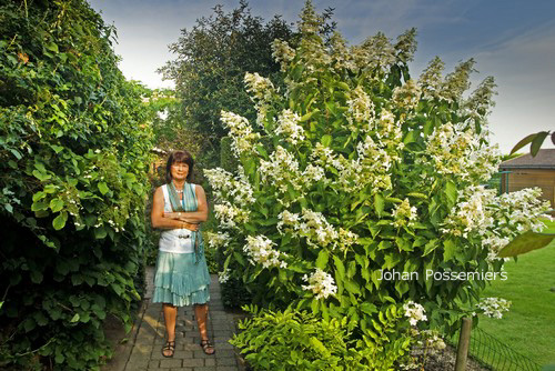 Hydrangea paniculata 'Cov' (LEVANA)