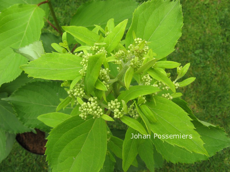 Hydrangea paniculata 'Cov' (LEVANA)