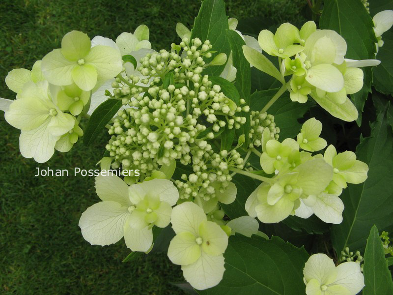 Hydrangea paniculata 'Cov' (LEVANA)