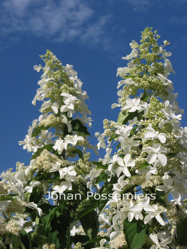 Hydrangea paniculata 'Cov' (LEVANA)