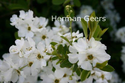 Exochorda racemosa 'Niagara'