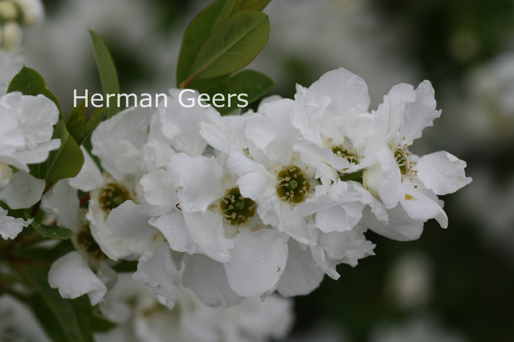 Exochorda racemosa 'Niagara'
