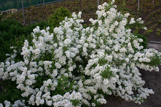 Exochorda racemosa 'Niagara'