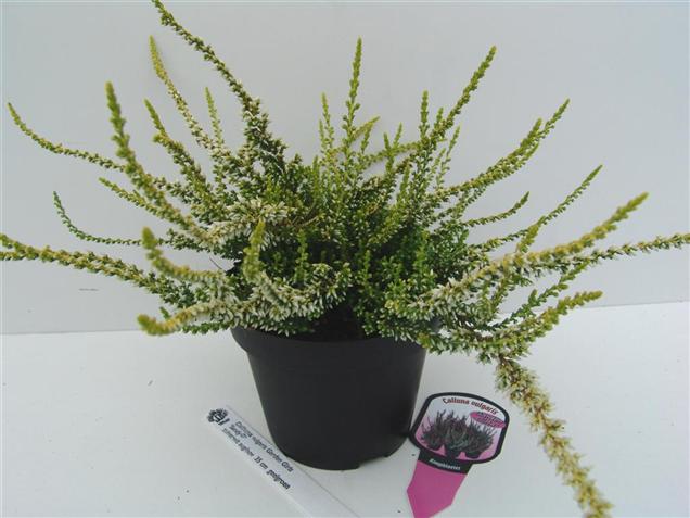 Calluna vulgaris 'Sandy' (GARDEN GIRLS)