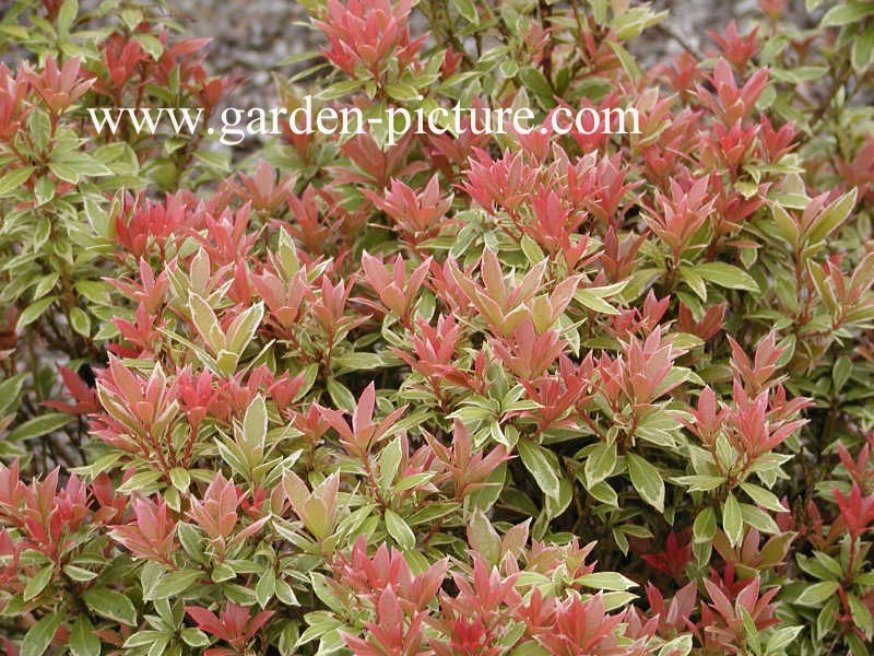 Pieris japonica 'Little Heath'