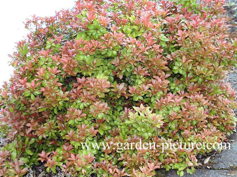 Pieris japonica 'Little Heath Green'