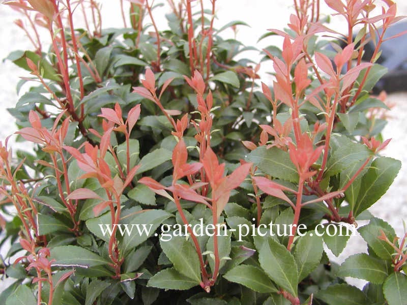 Pieris japonica 'Little Heath Green'