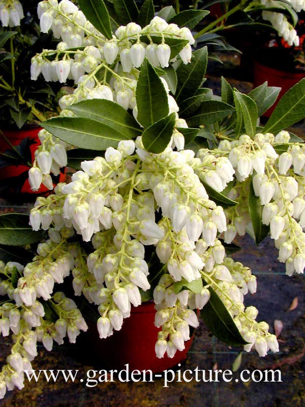 Pieris japonica 'Purity'