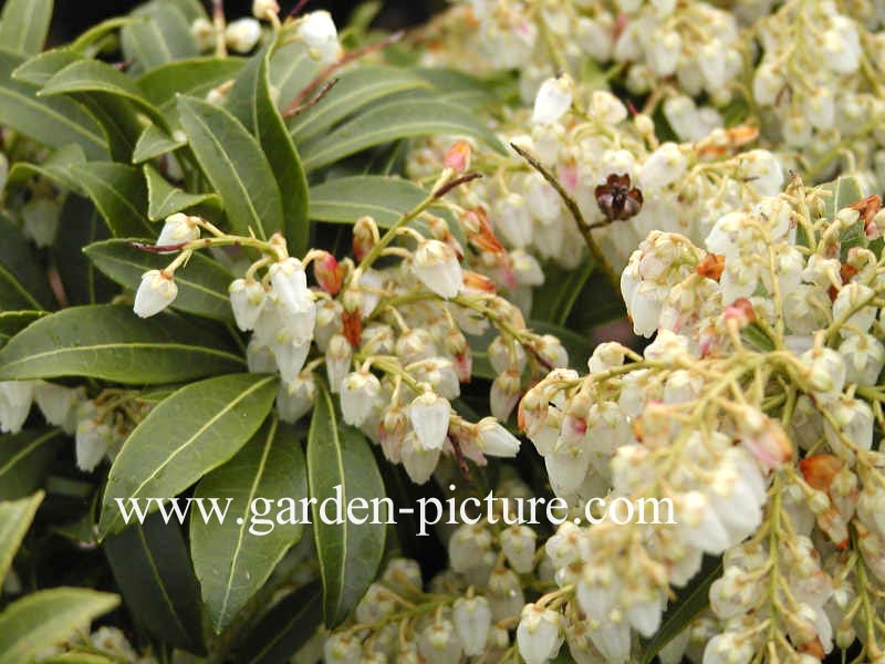 Pieris japonica 'Purity'