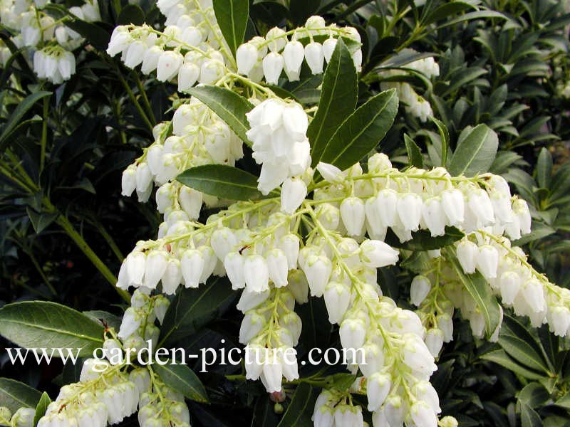 Pieris japonica 'Purity'