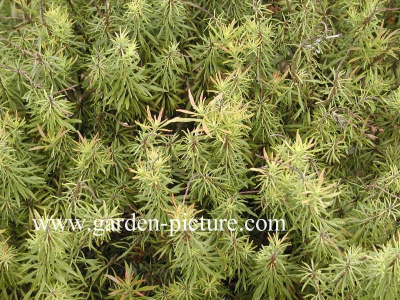 Pieris japonica 'Pygmaea'