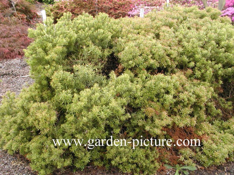 Pieris japonica 'Pygmaea'