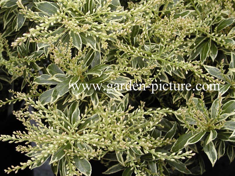 Pieris japonica 'Variegata'