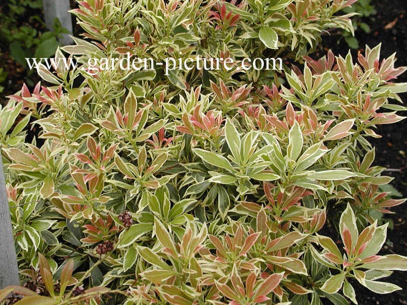 Pieris japonica 'White Rim'