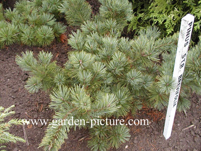 Pinus strobus 'Brevifolia'