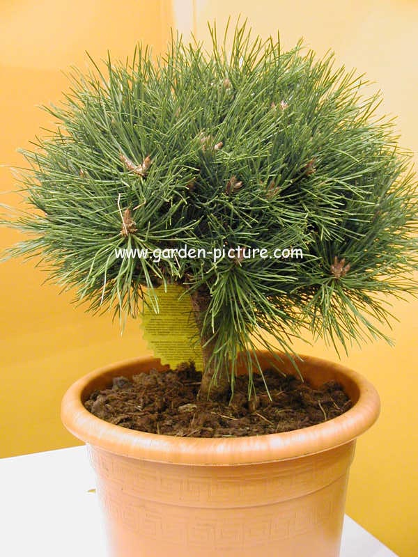 Pinus nigra 'Pierrick Bregeon' (BREPO)