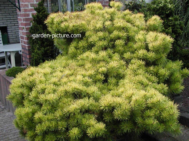 Pinus contorta 'Frisian Gold'