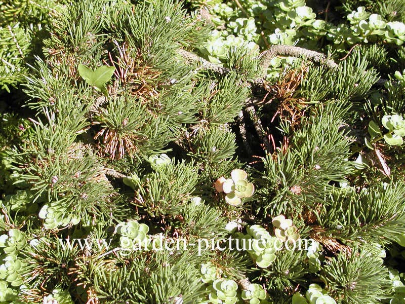 Pinus mugo 'Jacobsen'